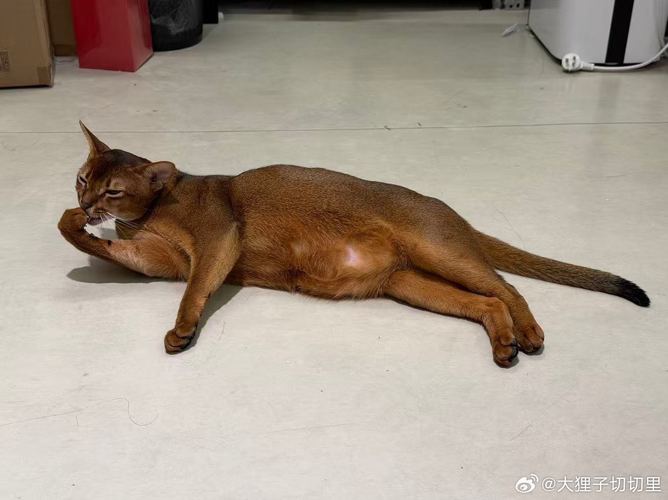 无奖竞猜:烤翅看起来多少斤了