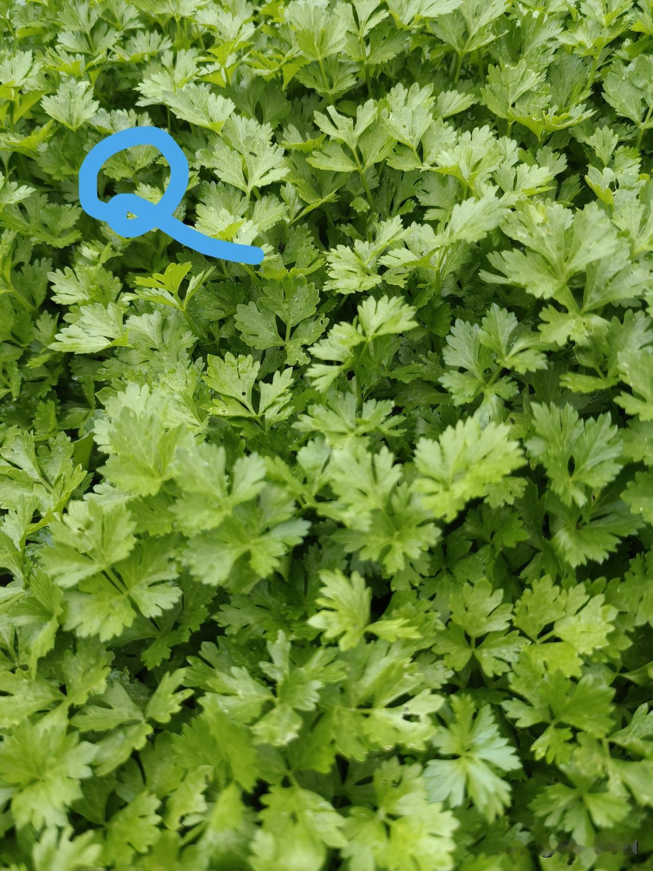 【老乔头种果菜·会种会采会吃】芽苗香菜割着吃，留茬再生也鲜美

香菜又名芫荽，因