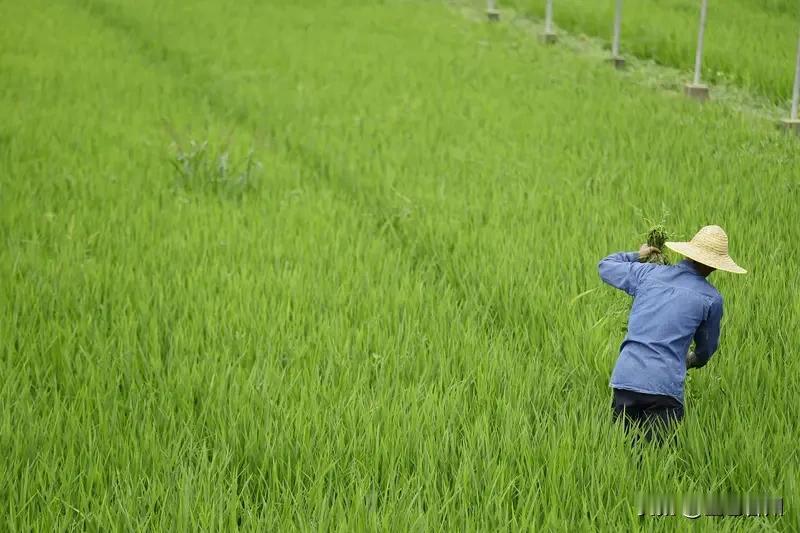 农民绝对是对国家作出巨大贡献的群体。六七十年代，交公粮是农民为国家奉献的重要体现
