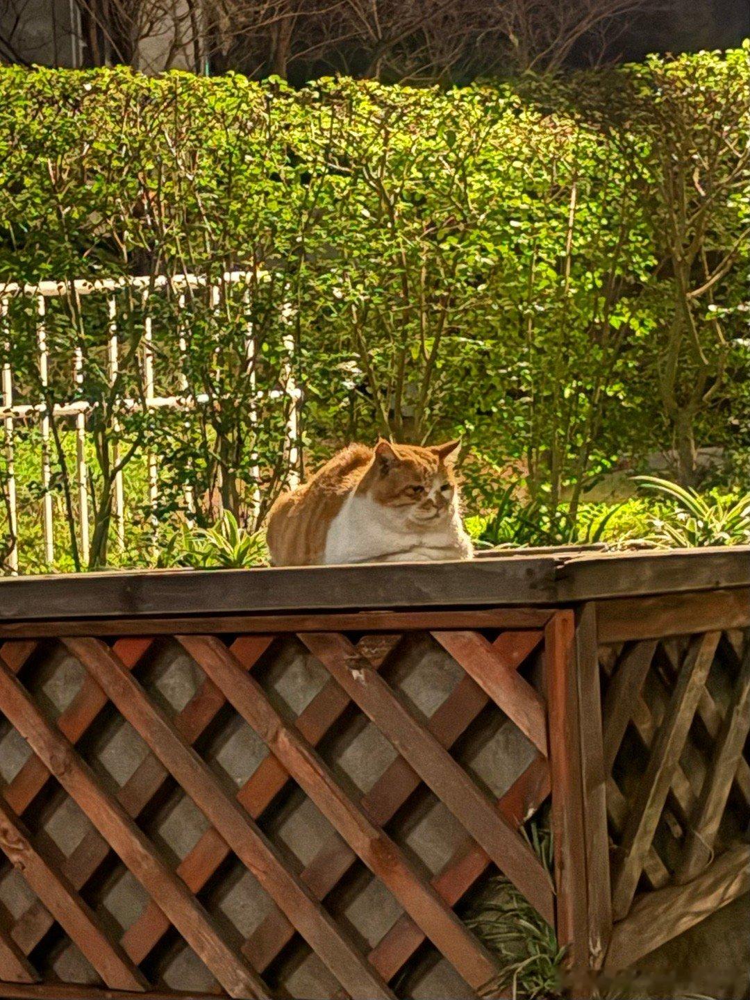 很可爱很有福气