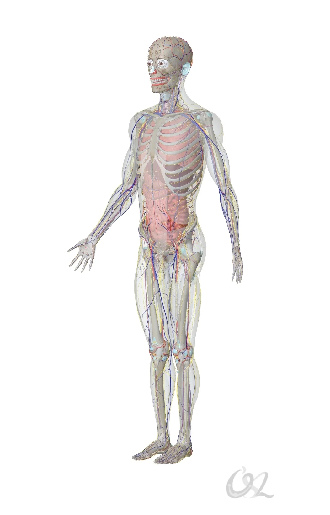 人体实际上是能量波，我们的身体始终处于恒定的流动之中。如果这种流动节律...