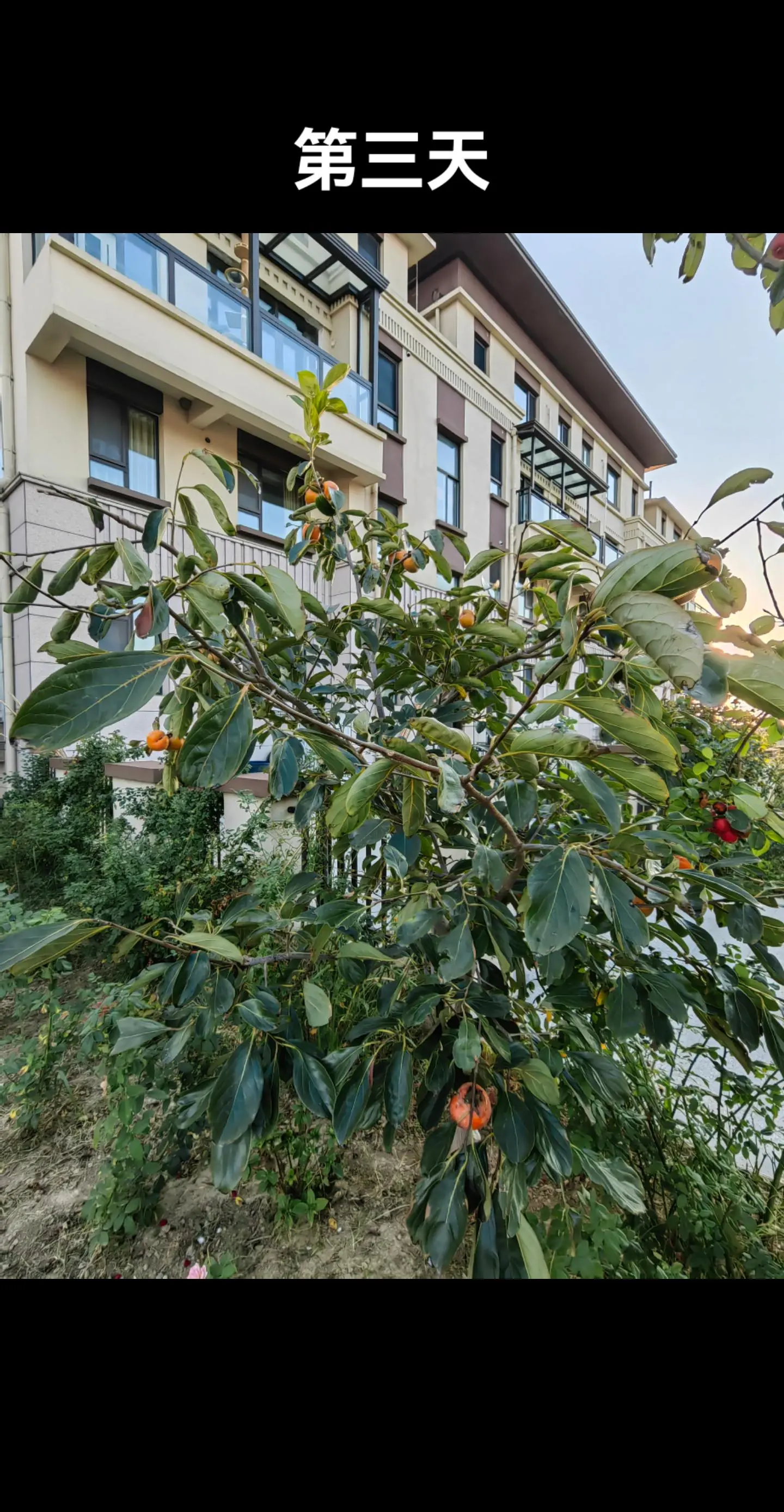 友友们都说没人要！这是没人要吗？一天少十几个，一天少十几个，这可好，全军覆没了