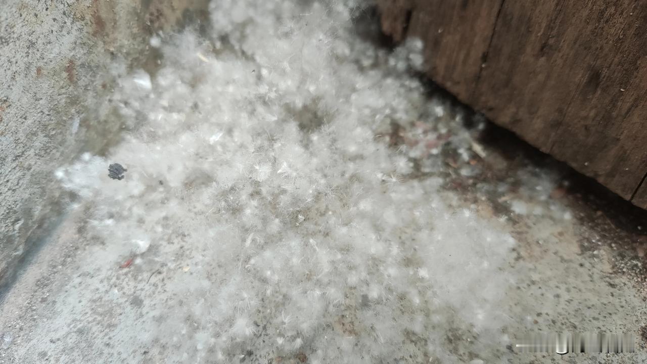 又是一年柳絮，杨絮漫天飞舞的季节了。就像下雪似的飘来飘去，最后落存在避风的那些角