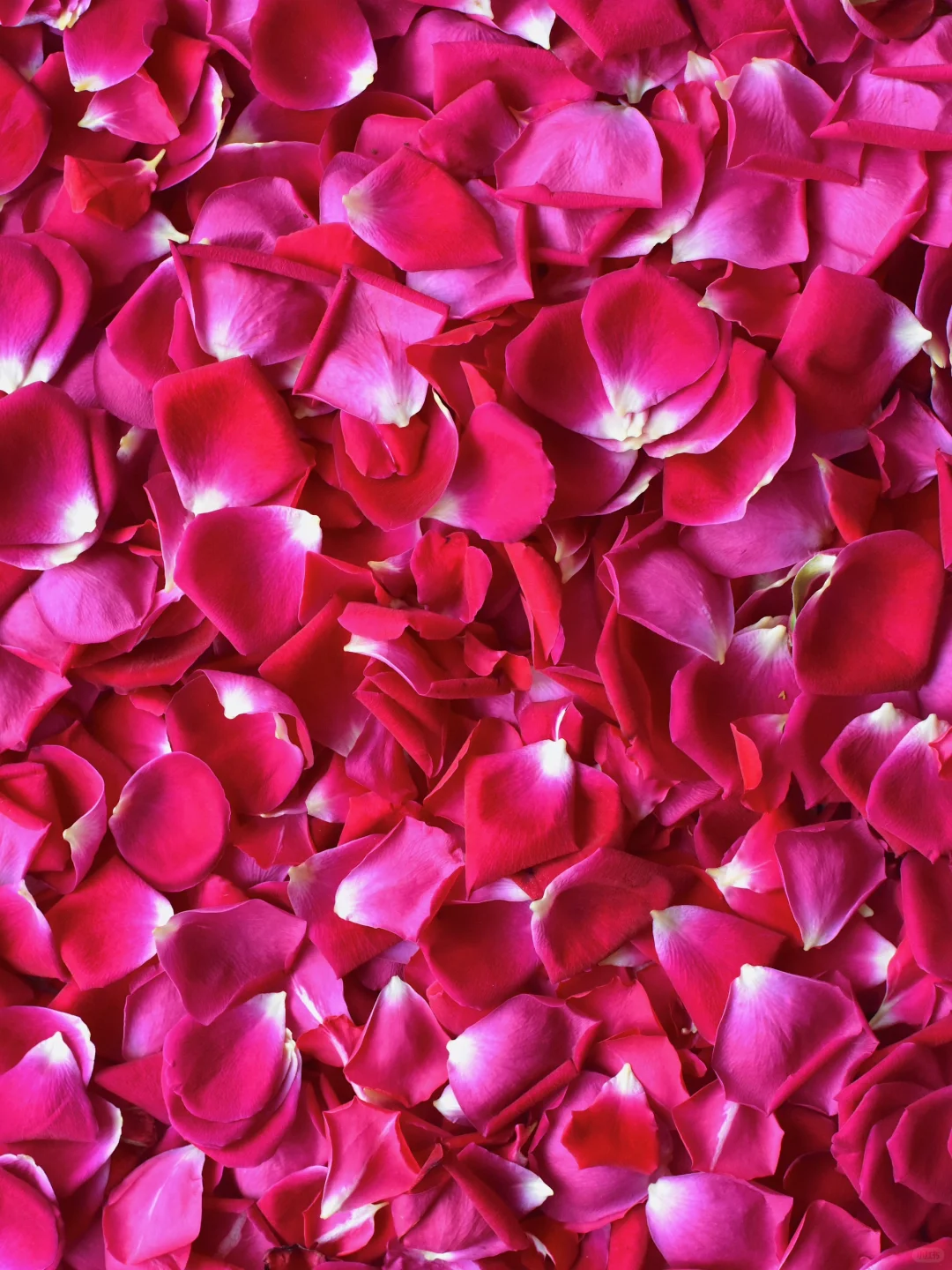 玫瑰·红色芳香