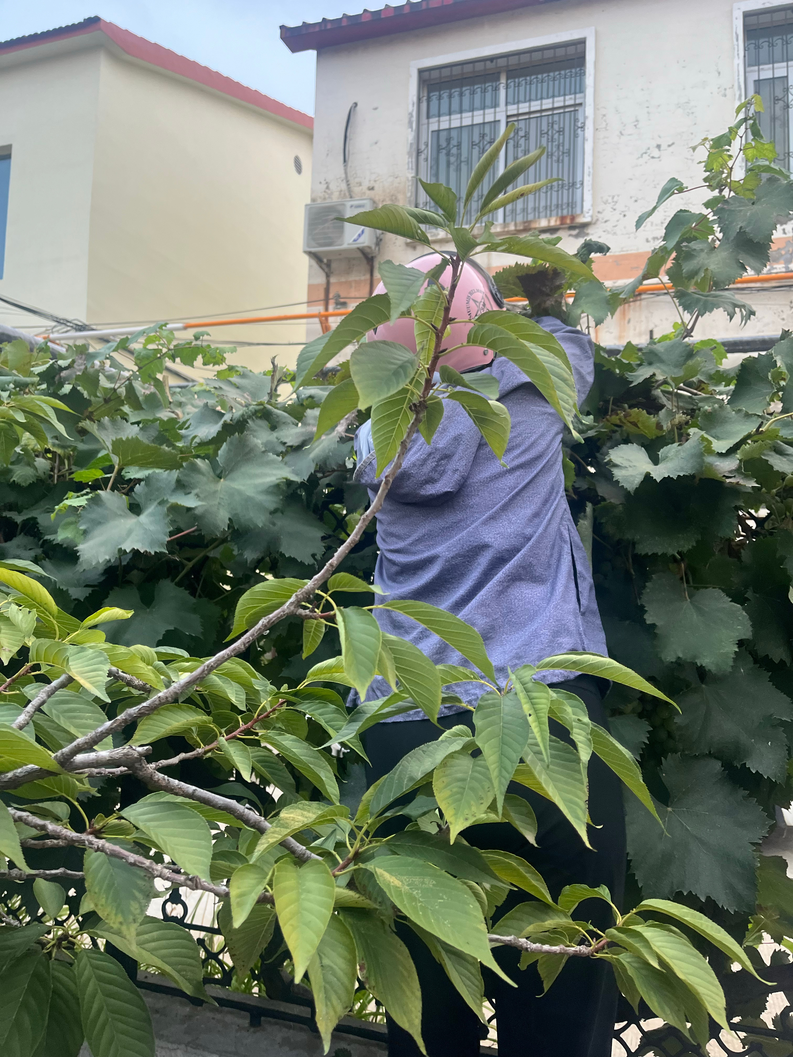 今天下午球馆的空调坏了，热得没法打，于是早早回家了。就因为早回家，抓住了一个偷葡