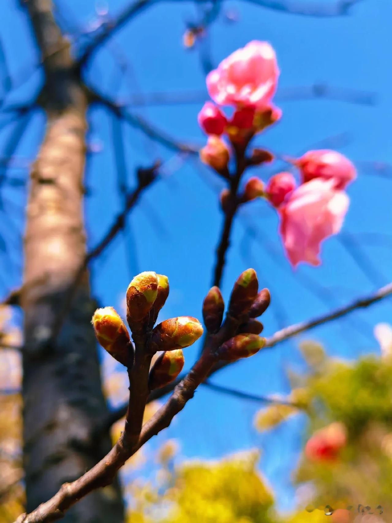 成长从来不是一蹴而就的飞跃，而是一次次敢尝试的积累。没有人天生强大，所有从容与成