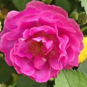 涅槃重生聊情感