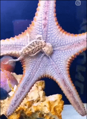 海星把蜥蜴吸收了 ​​​