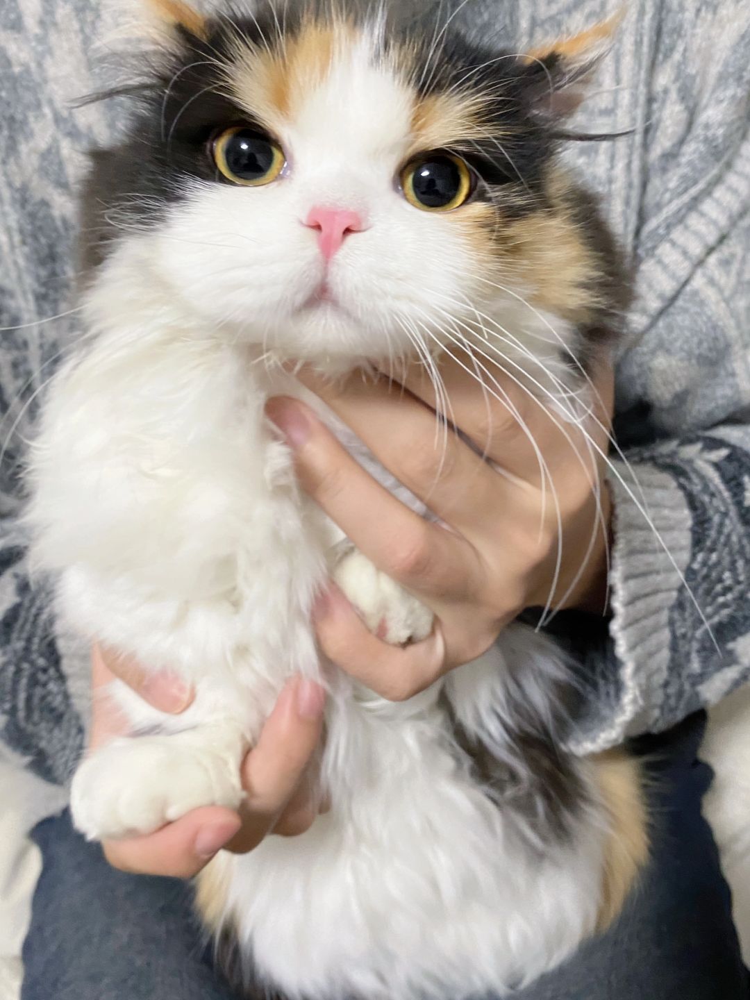 女友又出差了，留下她的小猫和我相亲相爱