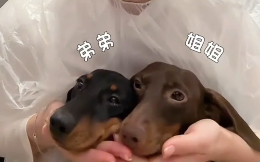 我愿称 doe 点点 为狗中的拖拉机 ​​​