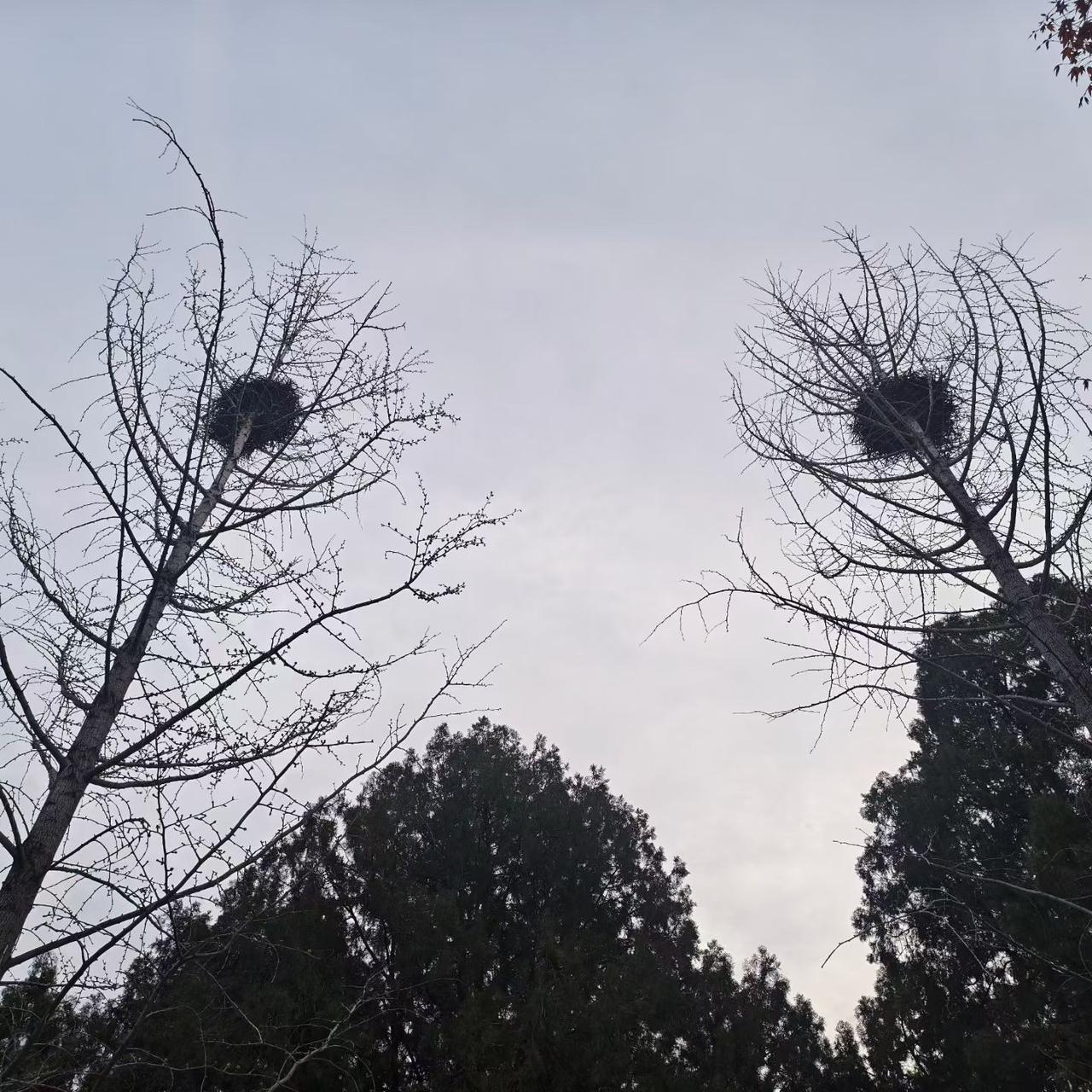 有没有好看的风景图片分享和谐的家园，鸟语花香[送自己一朵花][送自己一朵花][送