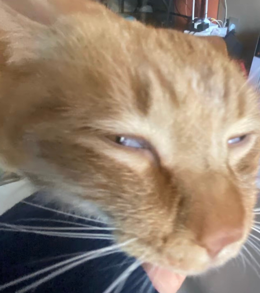 猫可以，但是至少不能[允悲] ​​​