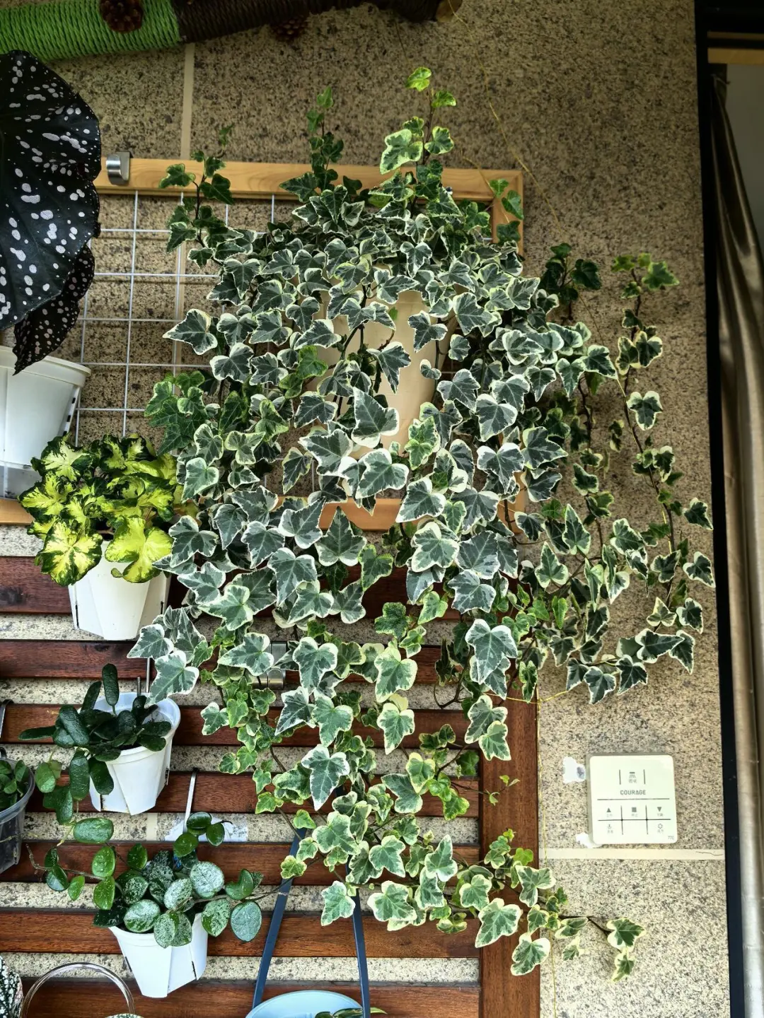 半年不到长这么大了
