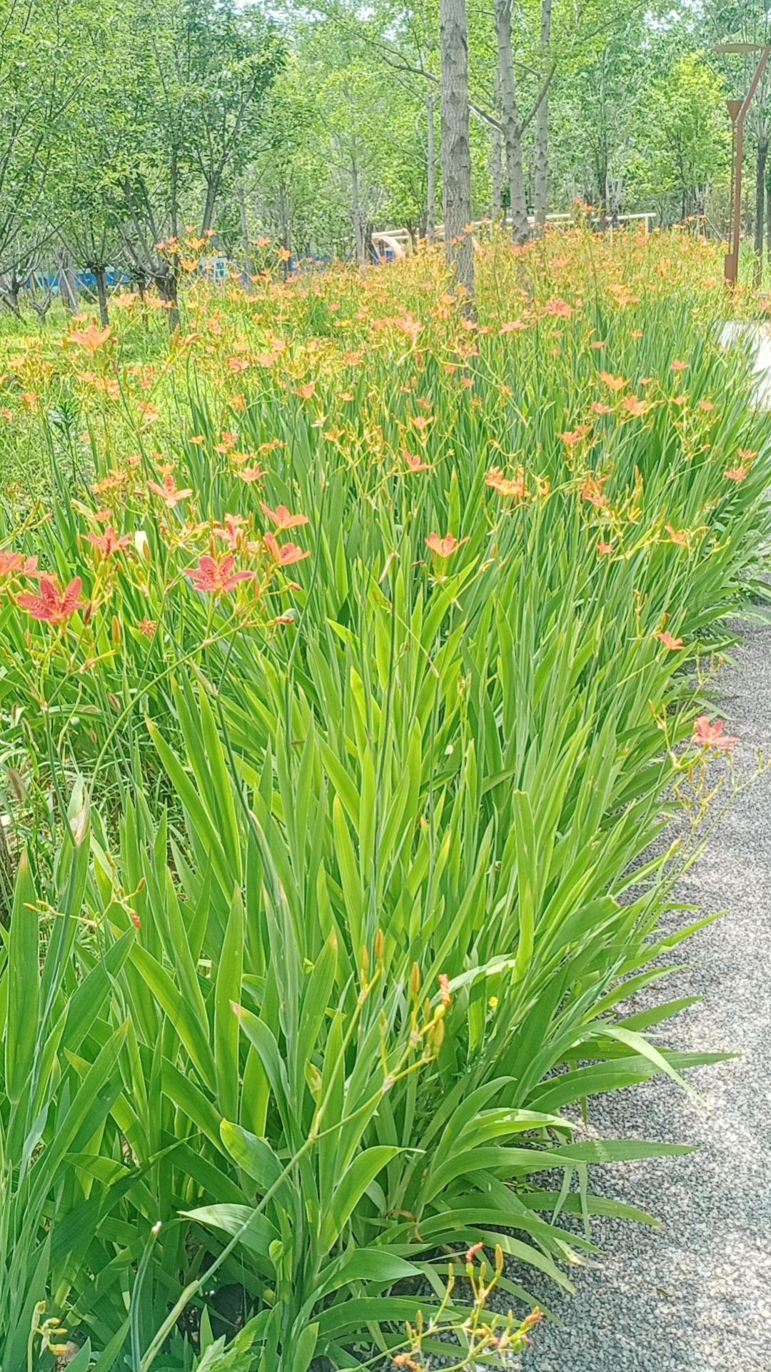 夏日生活打卡季