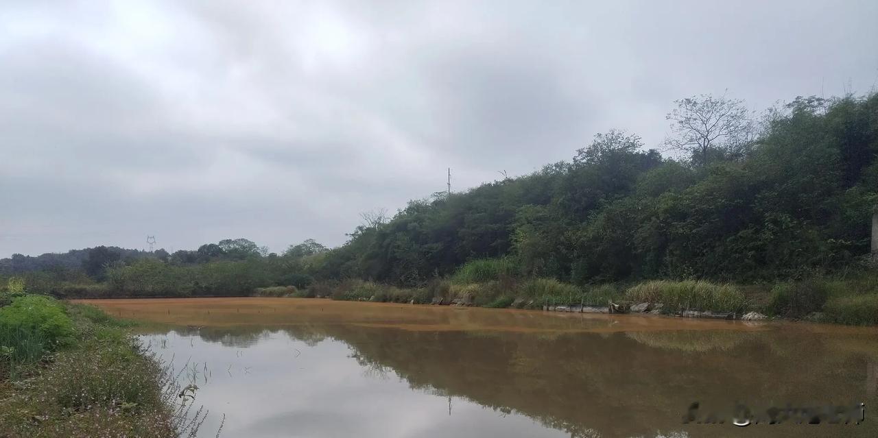 鱼塘里的水面上长满金黄色锈，占了水面的三分之二。
南风天在北边，吹北风到南岸；气