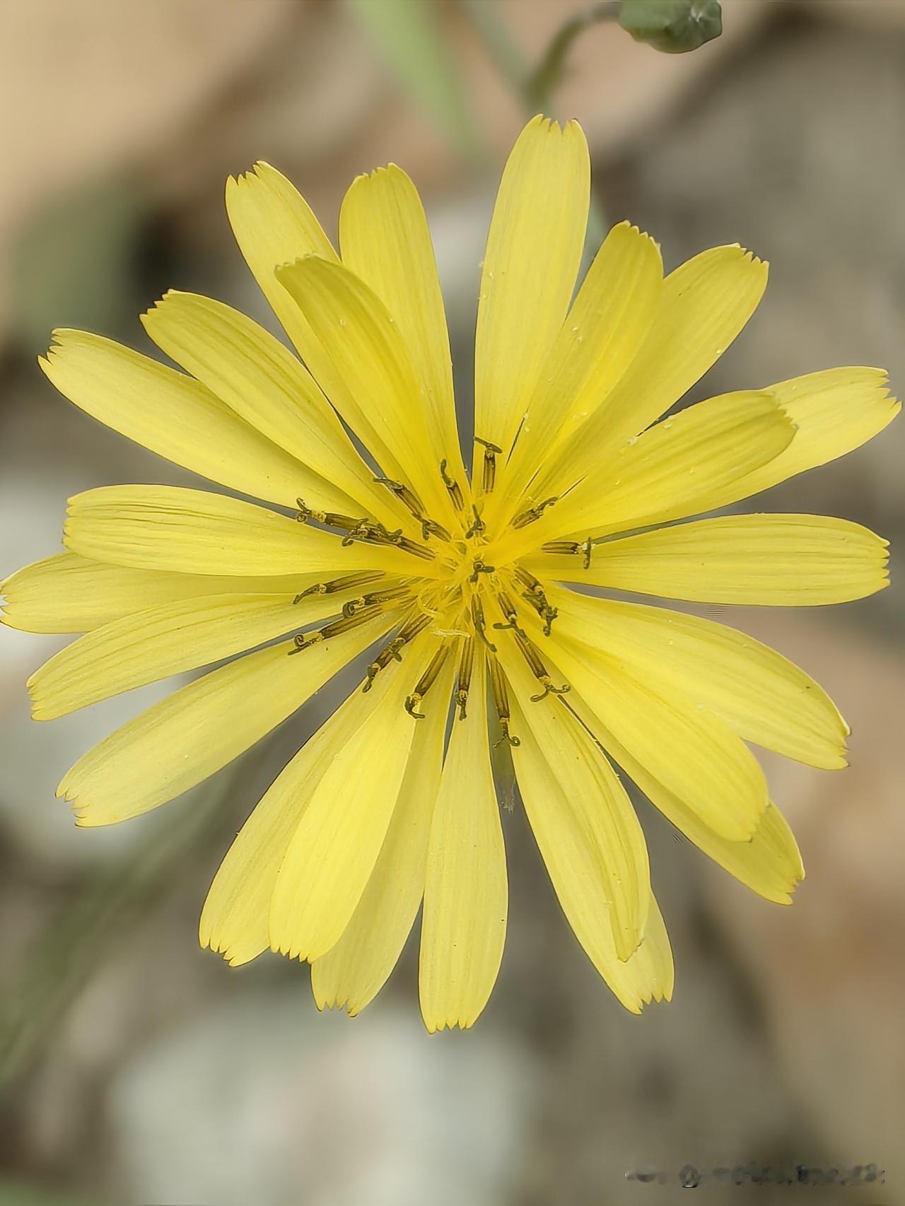 最近天津的花越来越少了，这是在路边拍到的野菊花。虽然它是在野蛮生长，但个个也挺还