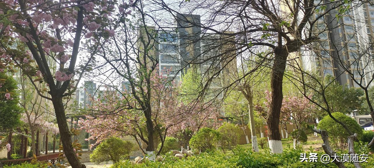 小区的美景，春色满园！