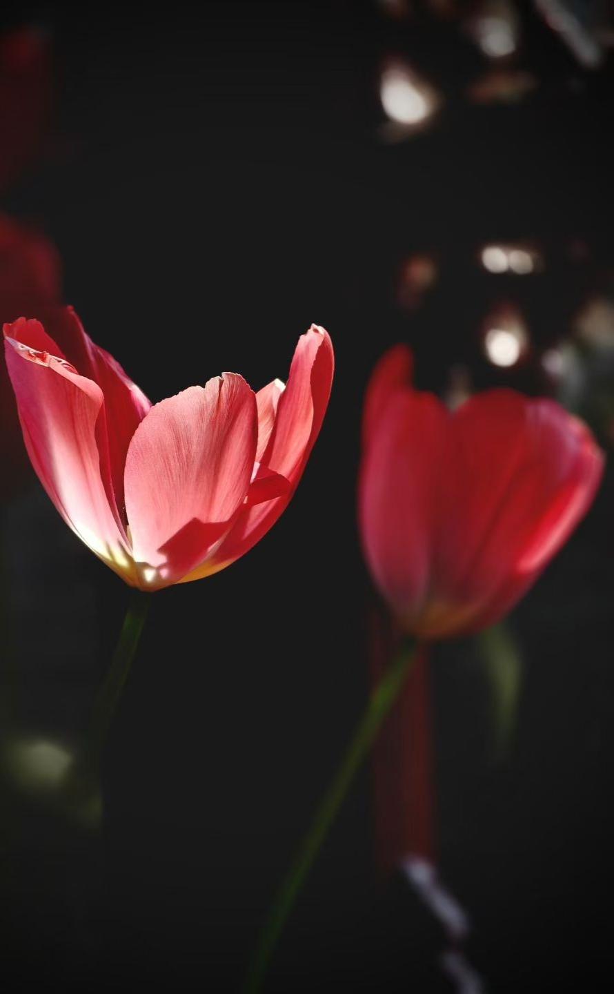 在黑暗里，光偏爱那些愿意舒展的花瓣。
就像我们，在独处时，才更容易被温柔照亮。?