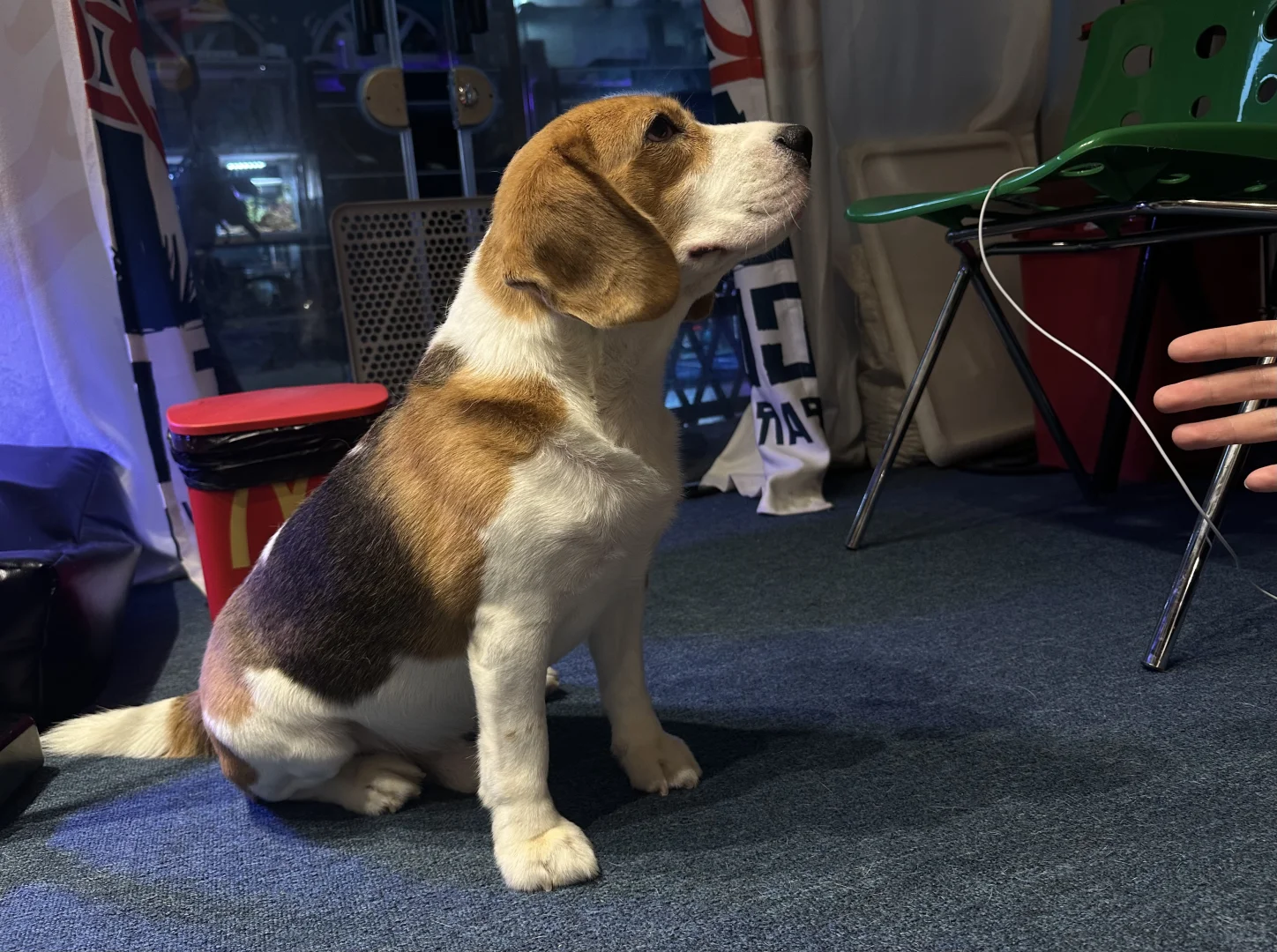比格犬