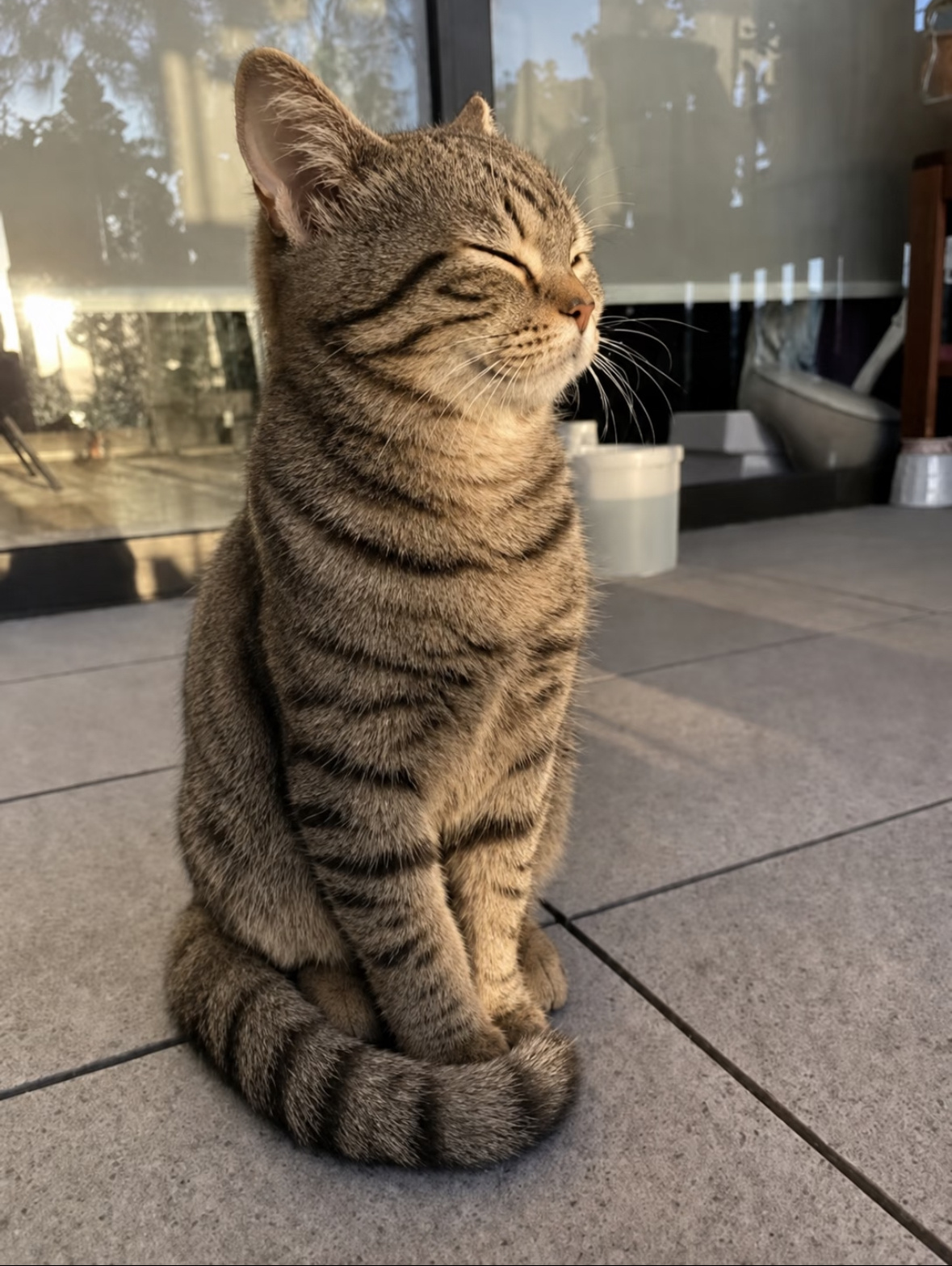 没人和我一样，觉得狸花猫很帅吗？ 