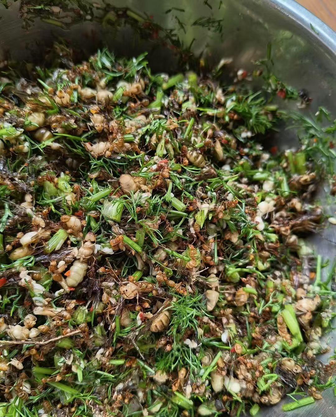 中国🇨🇳
西双版纳•酸蚂蚁蛋
每年三、四月是掏酸蚂蚁蛋的好季节。
将掏出的酸