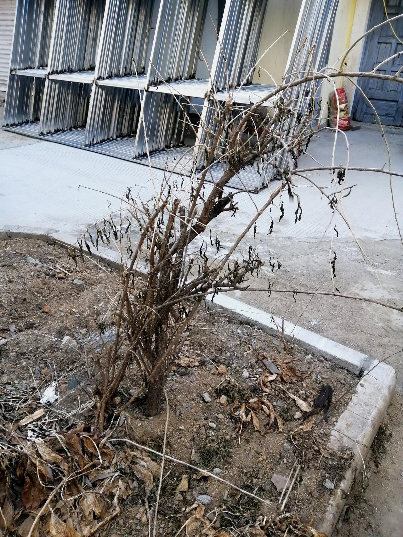云朵的歌好听你喜欢吗？原来喜欢，现在不喜欢，因为人品低下。原来歌手云飞的歌也喜欢