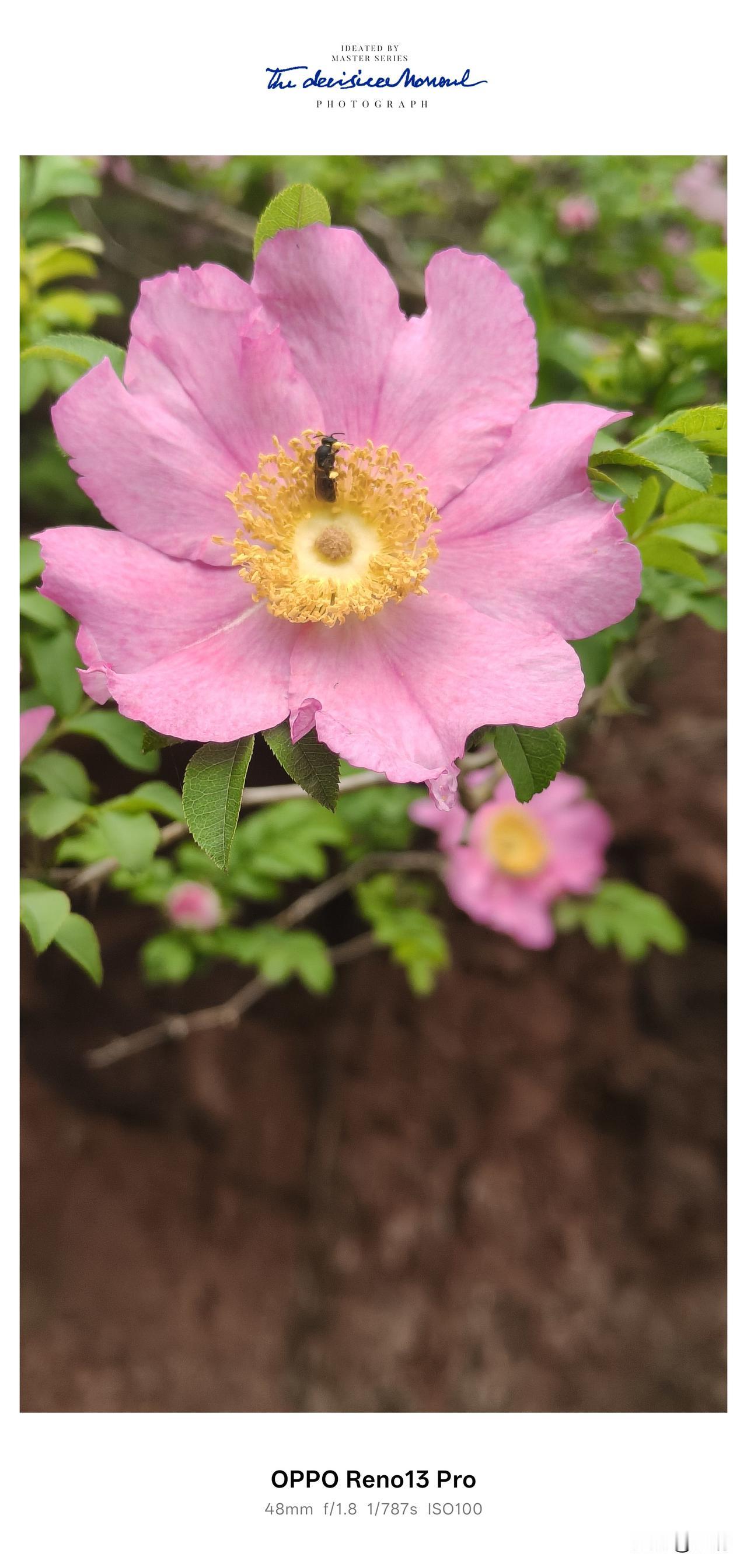 野花也美得无以轮比！山卡卡里的风景也有让你惊艳的时刻！[赞][赞][赞]高山的野