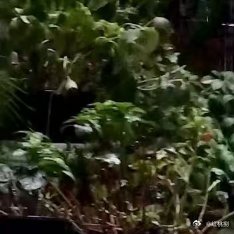 凉快些了，舒服！平时讨厌下雨，现在期待下雨 ​​​