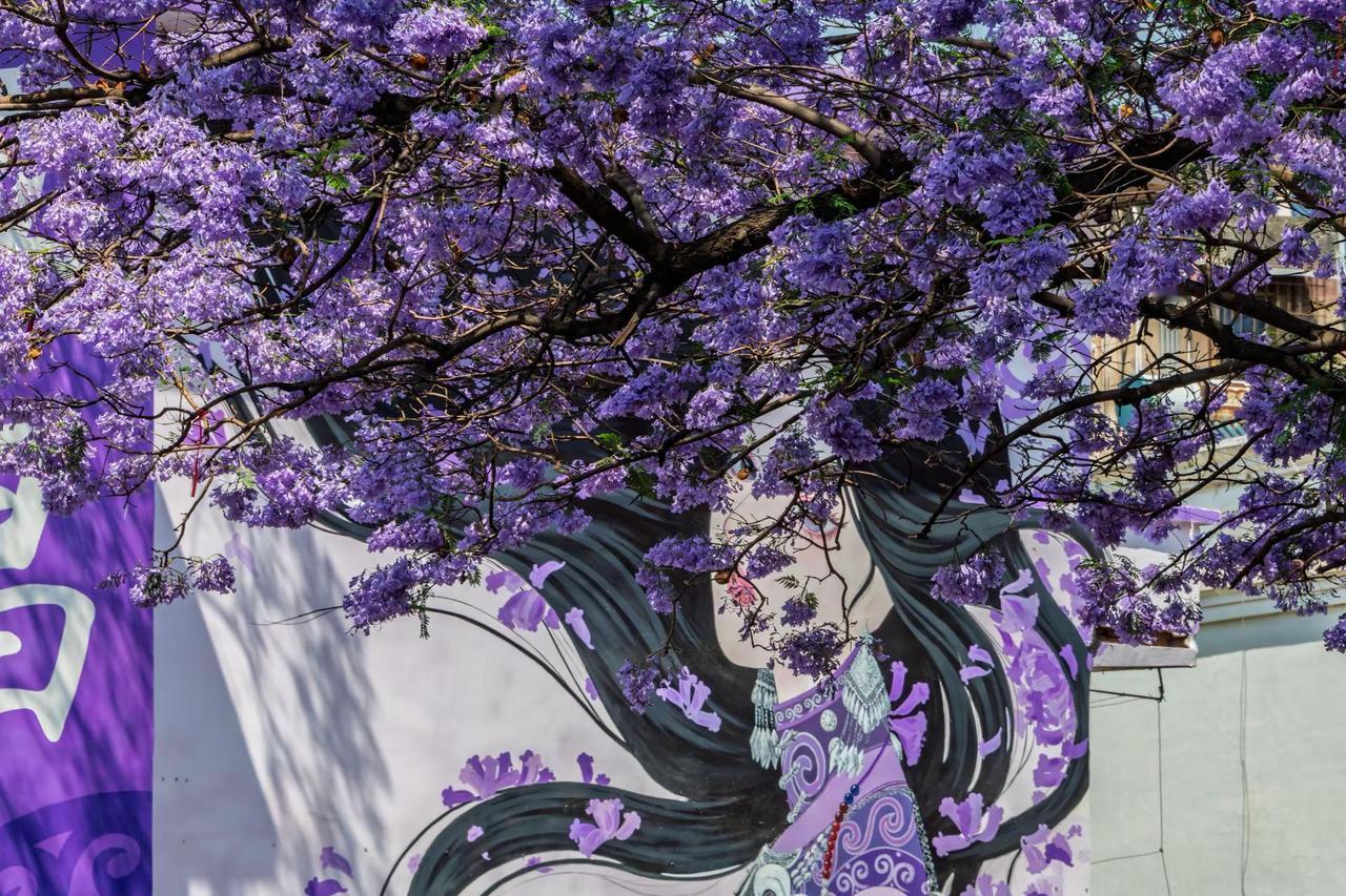 西昌航天北路蓝花楹。西昌航天北路蓝花楹