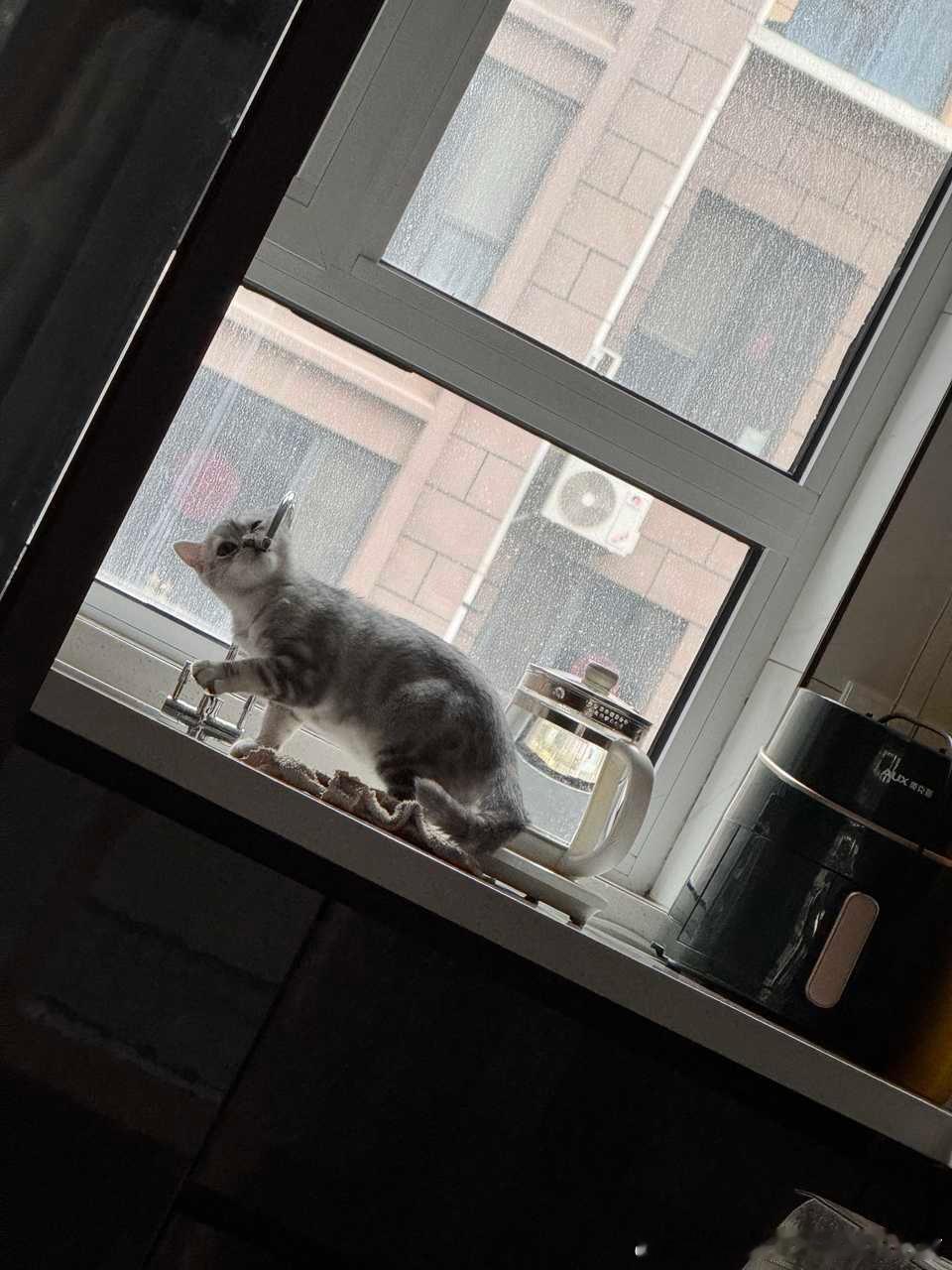 49475【丑猫】一会没盯着然后家里的心灵丑大脚就在干坏事了