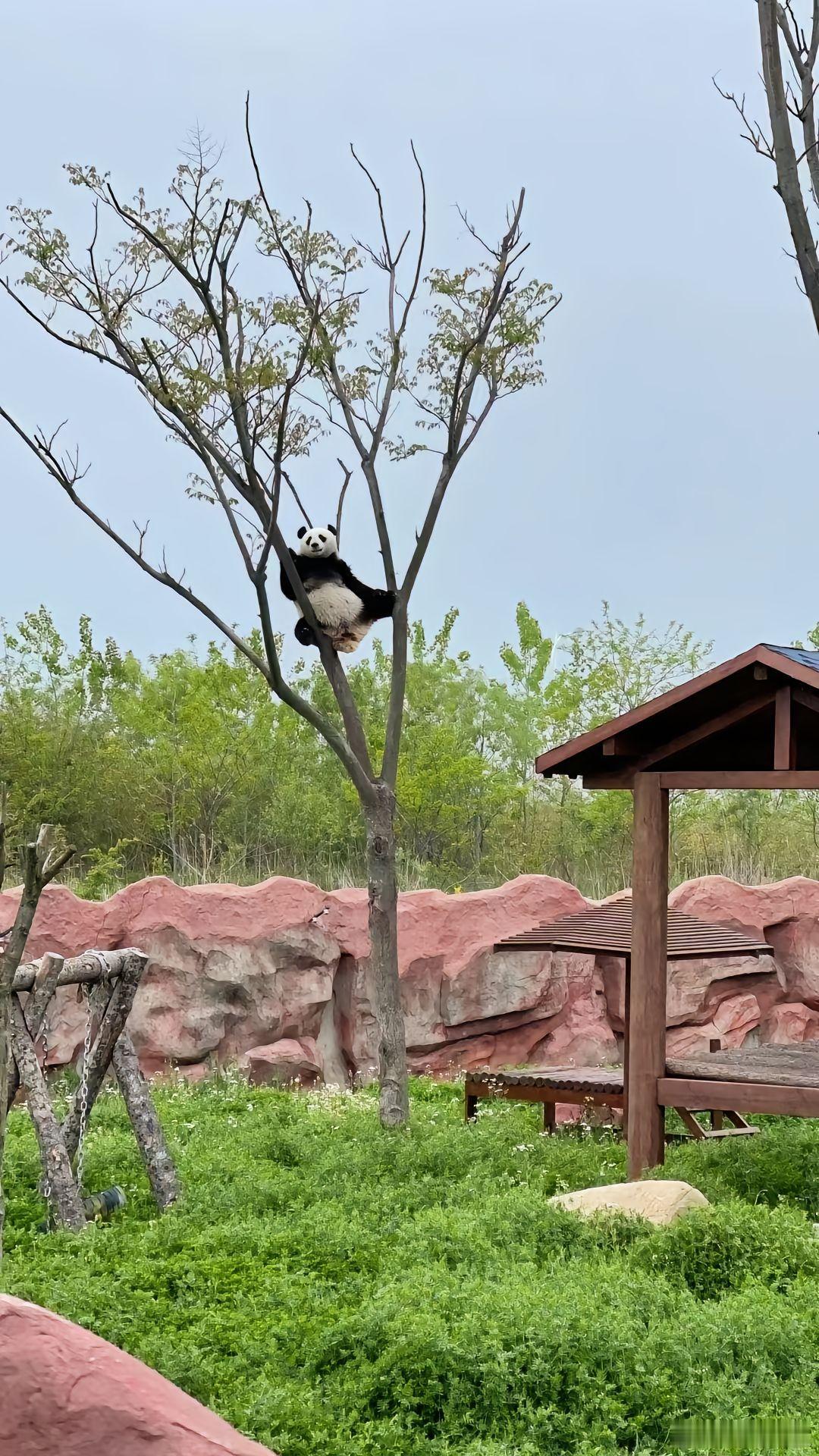 大熊猫震生：这都是“震”的江山～ 