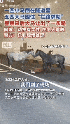 生灵拦路，必有缘故！河北张家口，一隧道口五匹马竟然拦住了行驶中的车辆，司机被逼停