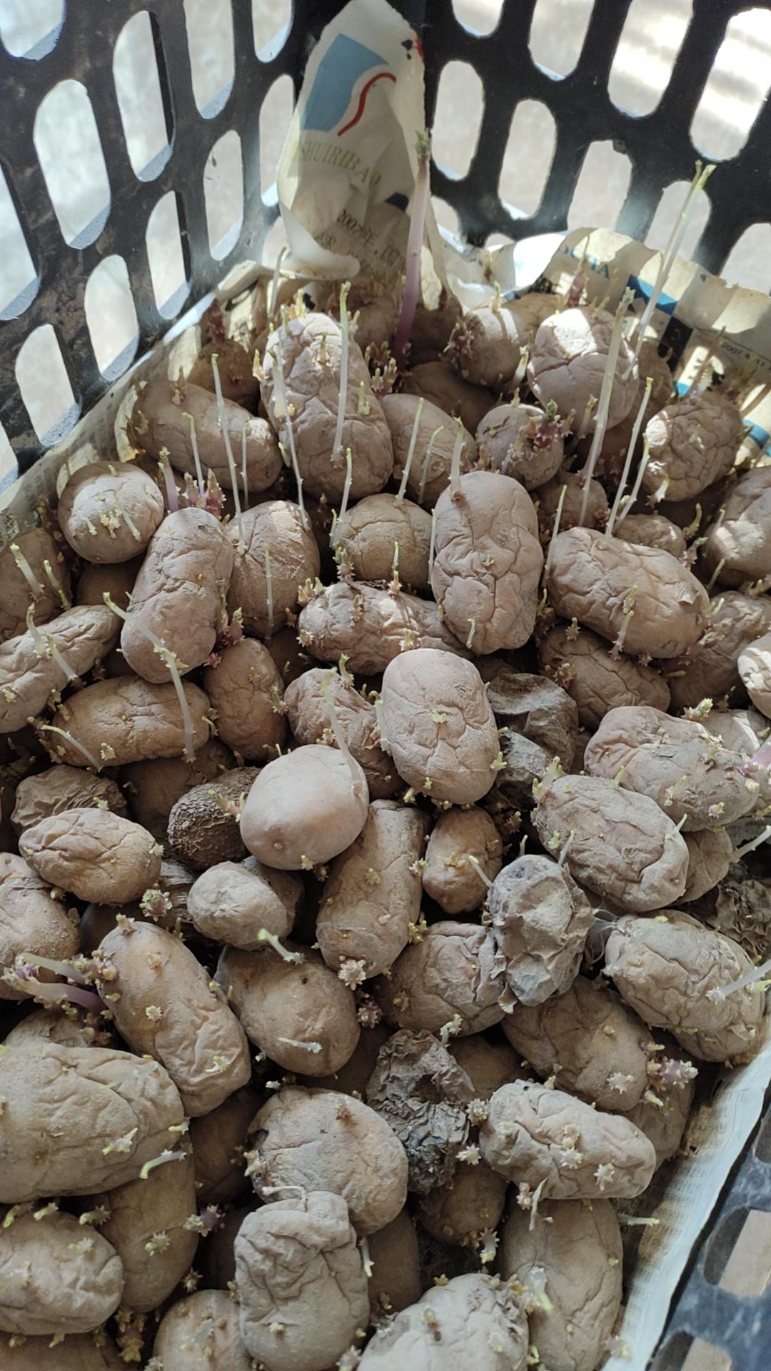 会种土豆，就会站桩，两者有异曲同工之妙。

把土豆埋进土地，剩下的交给时间，将来