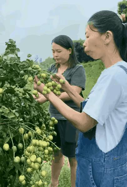 视频中这个女真能吃，果子不停的往嘴巴里塞，这种嘴巴尖尖的女人特别能吃，旁边那个女