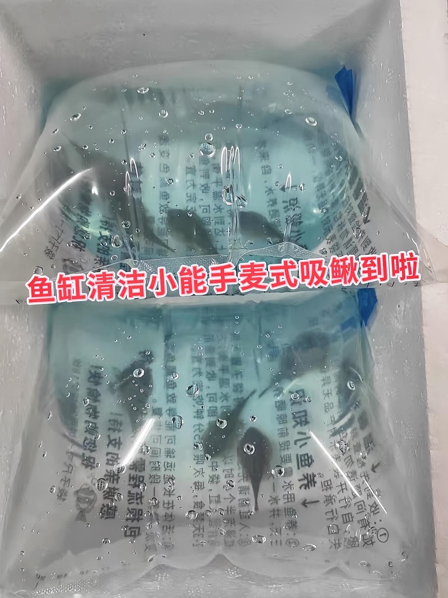 不想频繁清理鱼缸，又想保持水体清澈？麦式吸鳅鱼堪称鱼缸“清洁大师”。它...