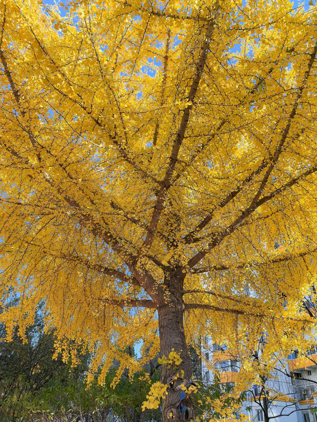 晒晒你拍的树照我家楼下的一棵银杏树，枝繁叶茂，一树金黄，煞是漂亮[赞][赞][赞