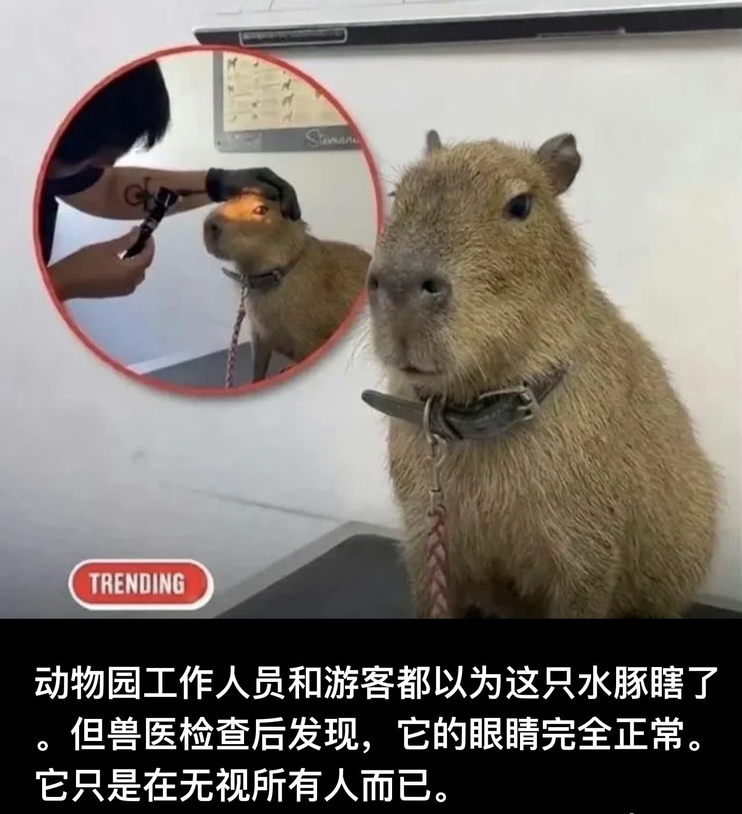【自闭症水豚，好高冷，好喜欢。】动物园工作人员和游客都以为这只水豚瞎了。但兽医检