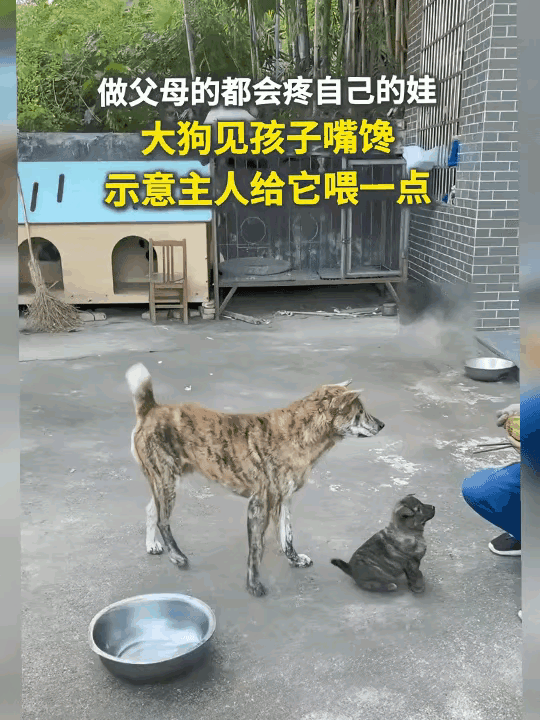 太好哭了，原来母爱从来不分物种！
大狗蹲在一旁，小狗崽眼巴巴盯着主人手里的吃食，