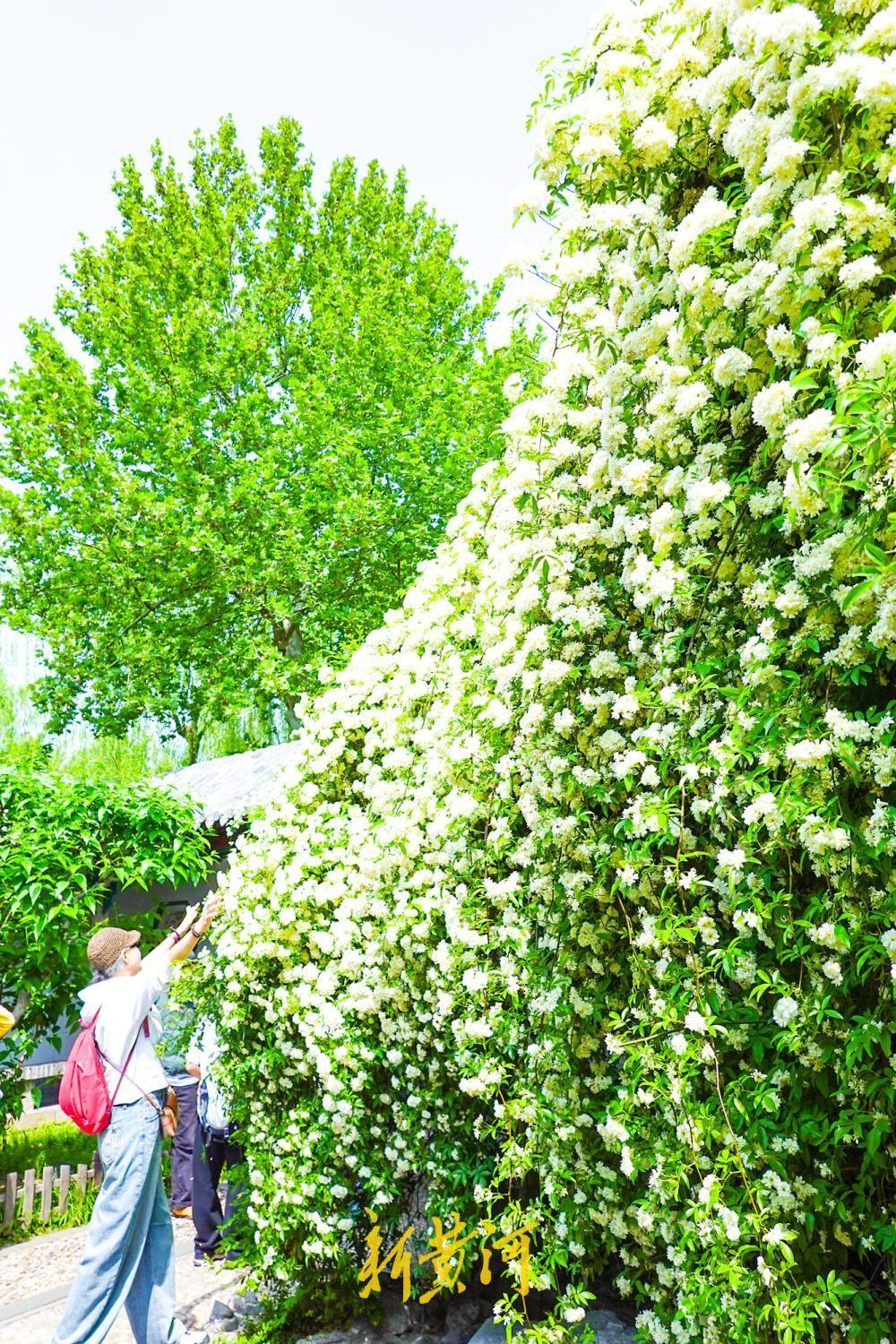 4月17日，在天下第一泉景区的趵突泉公园沧园内，一株木香花迎来了它的“高光时刻”