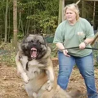 恶犬的主人终于站出来了。
就在中国出手要收术日本这条恶犬的时候，美帝终于坐不住了