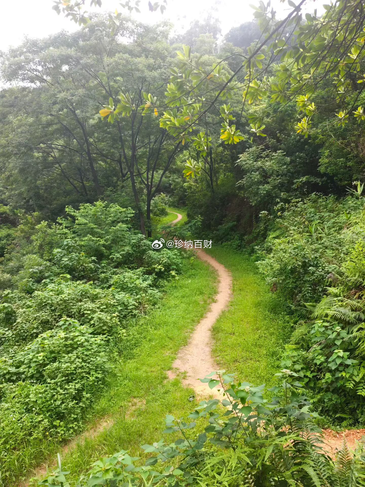 周末钻进山林漫步，小路蜿蜒向前，四周扑鼻而来的是花草树木的清香味，早上的空气真清