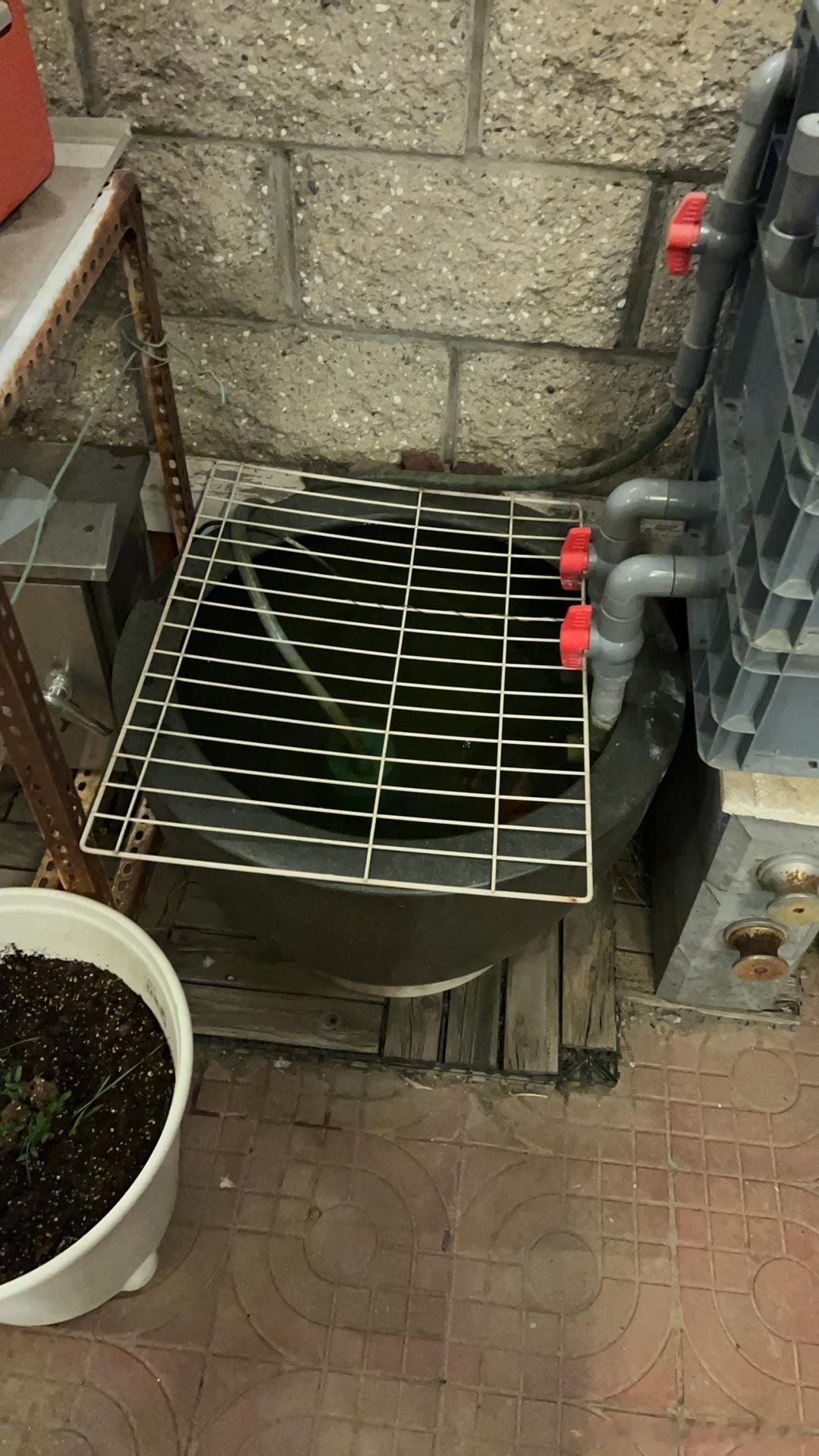 其实我觉得没必要纠结三文鱼还是虹鳟，但对于商家来说，你写什么就应该是什么，这一点