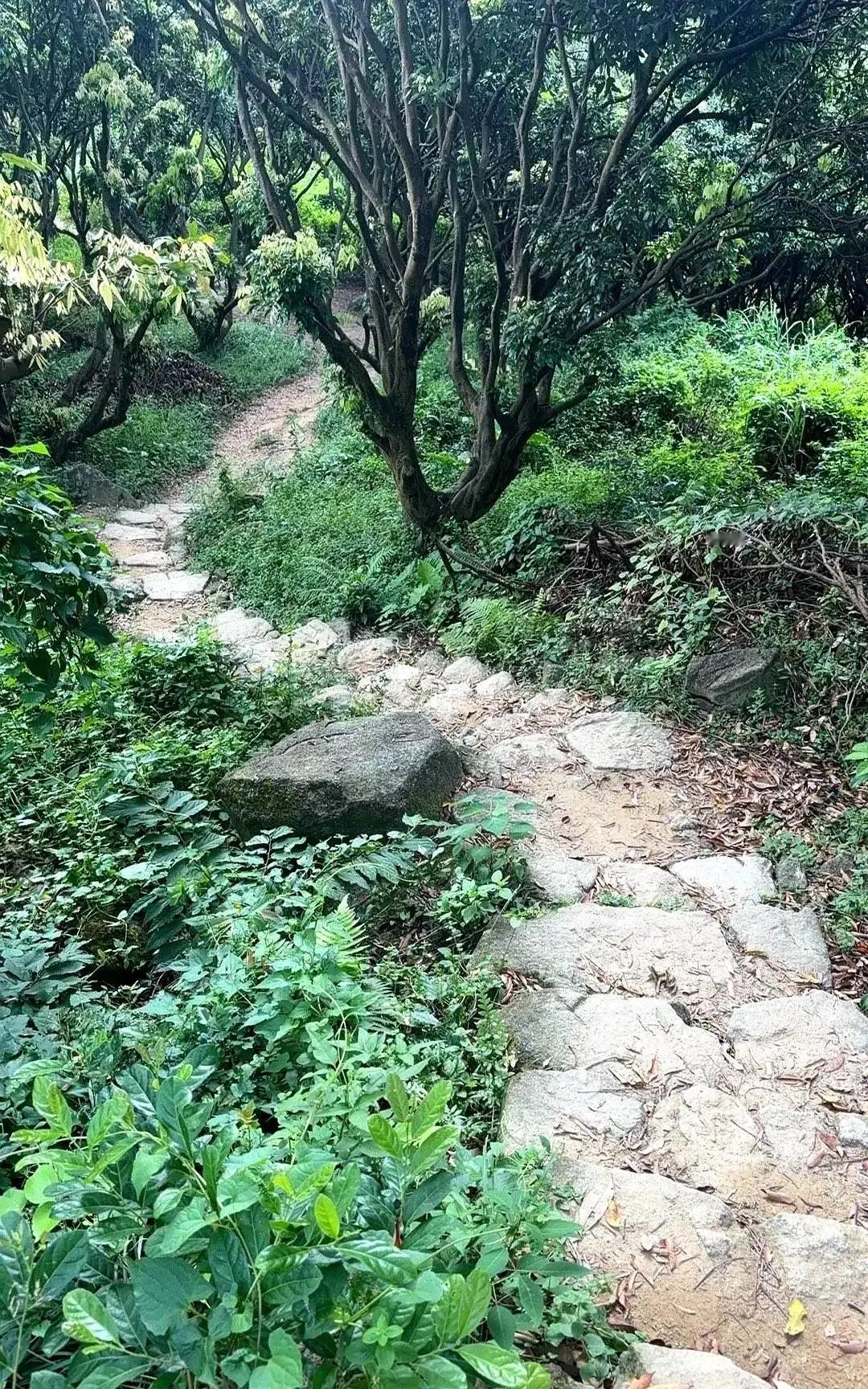 刷到陈平十年折腾佛堂的视频，真有点震撼。

2009年他说梦见佛，回家就把客厅墙