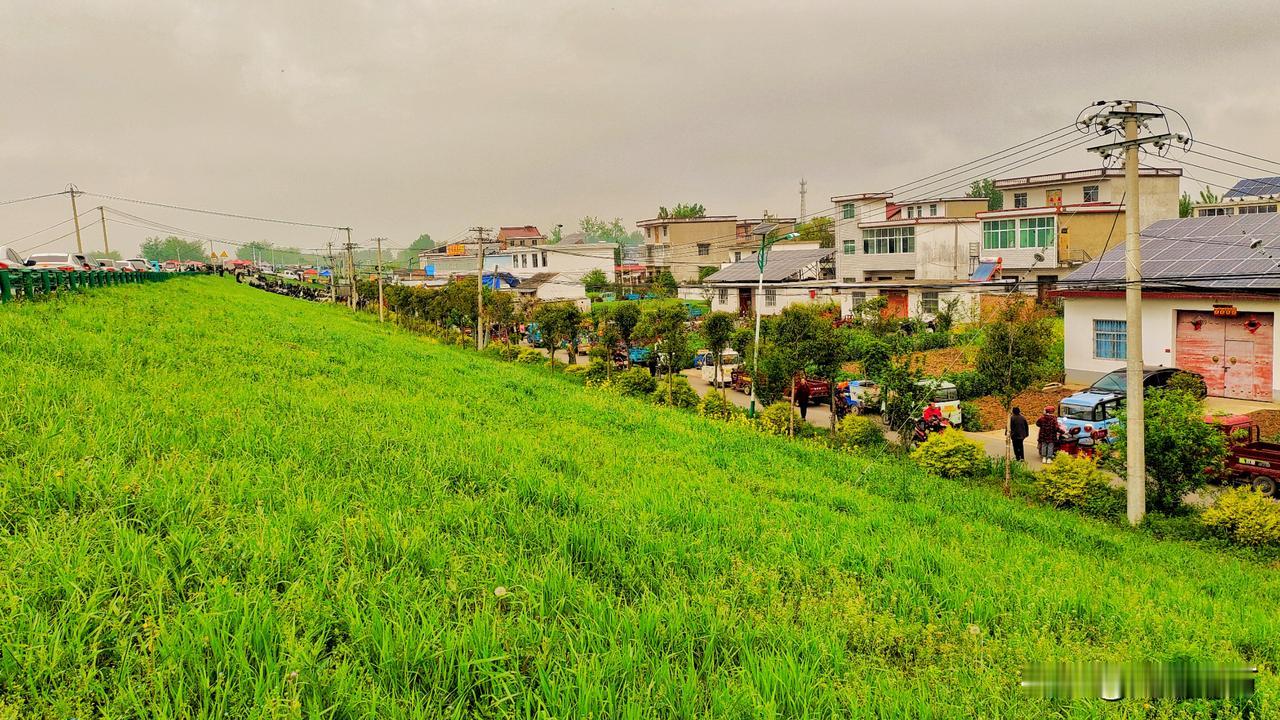 淮南市凤台县刘集镇肖庙村，四面是庄稼，小麦和油菜花包围了整个村庄。
门前是一个大
