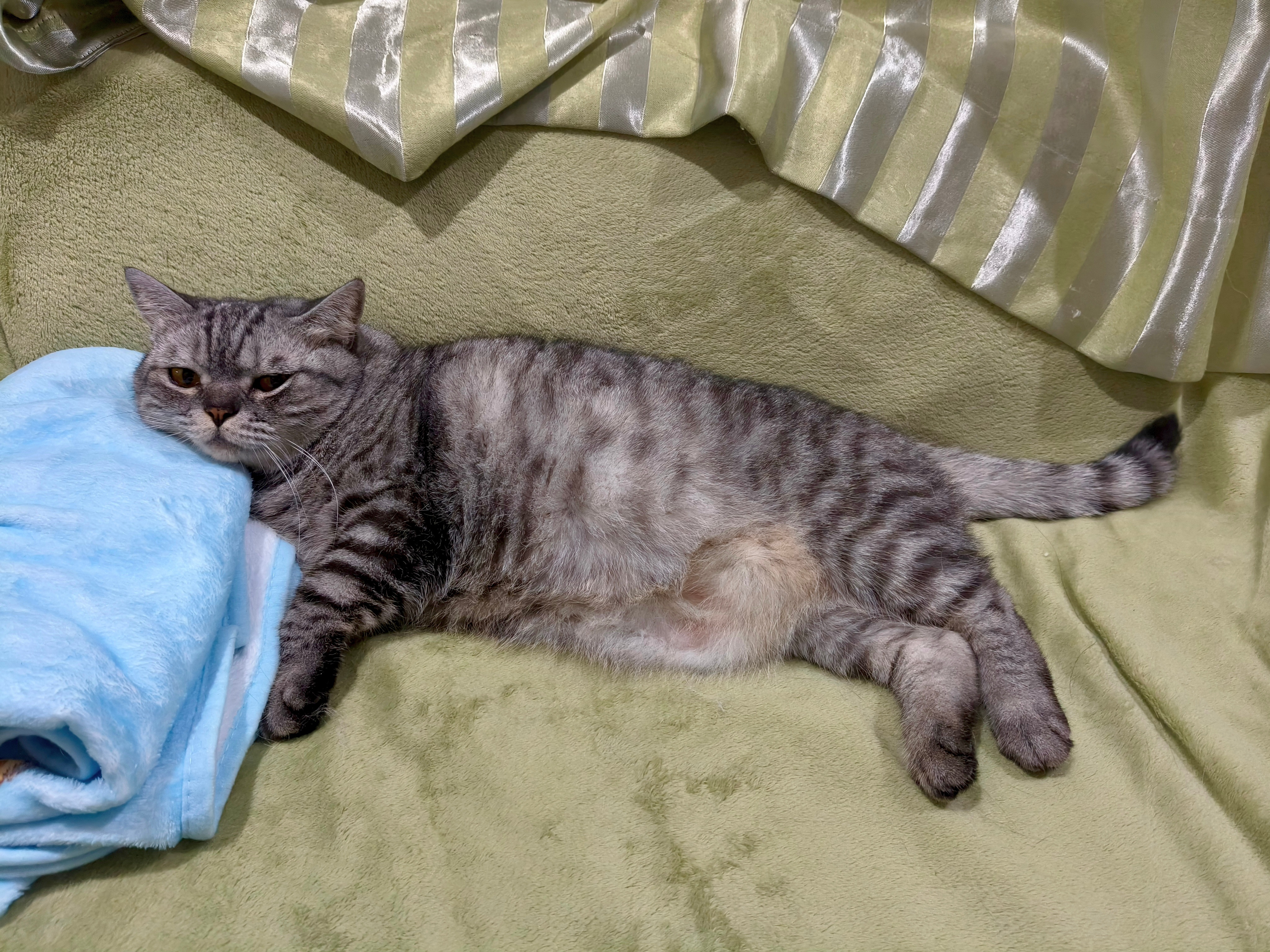 小茂密 