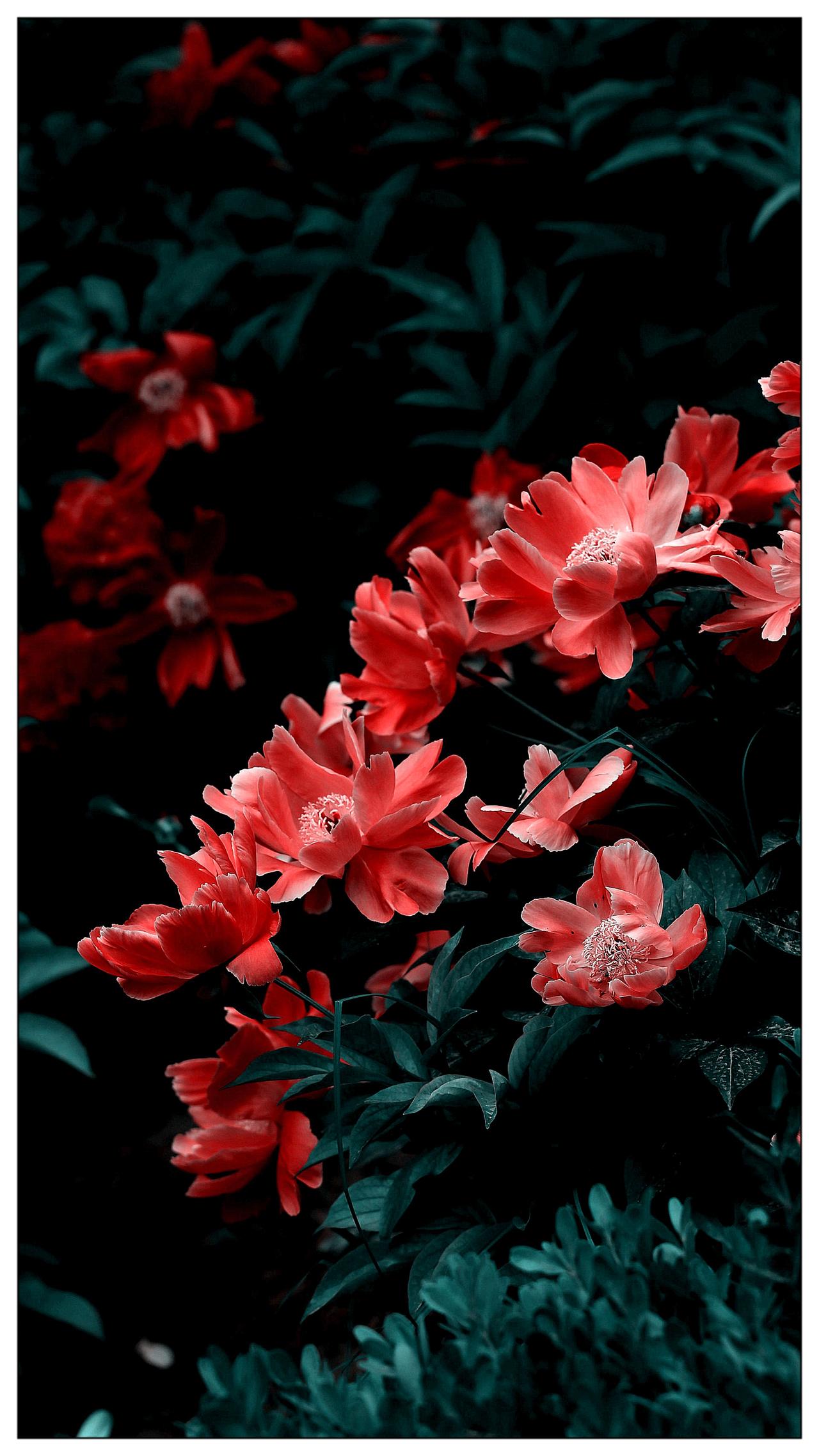 芍药花