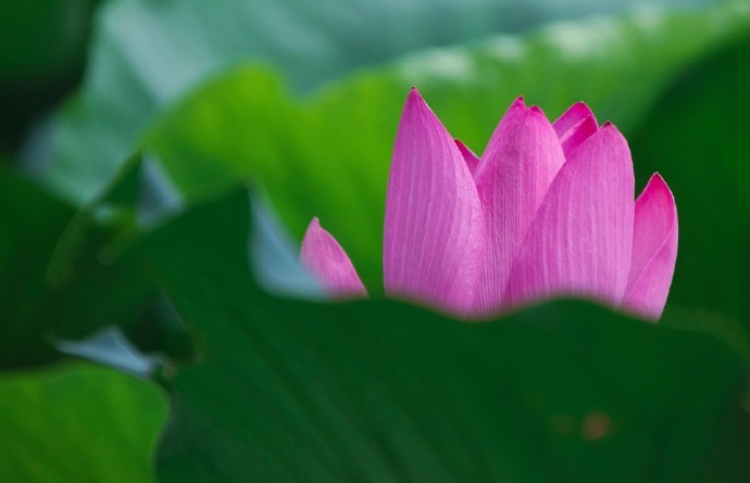 物华苒苒竞芳新，六月红蕖自作春。 