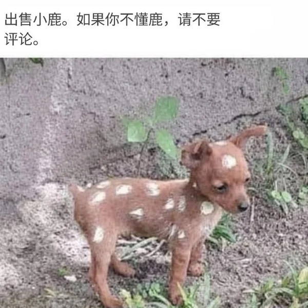 车若初见 这是哪门子鹿啊