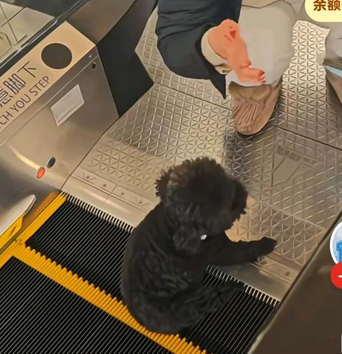 女子未牵绳抱狗狗坐电梯，小狗狗突然跳下来脚卡在了电梯上，
女子想办法解救，
却被