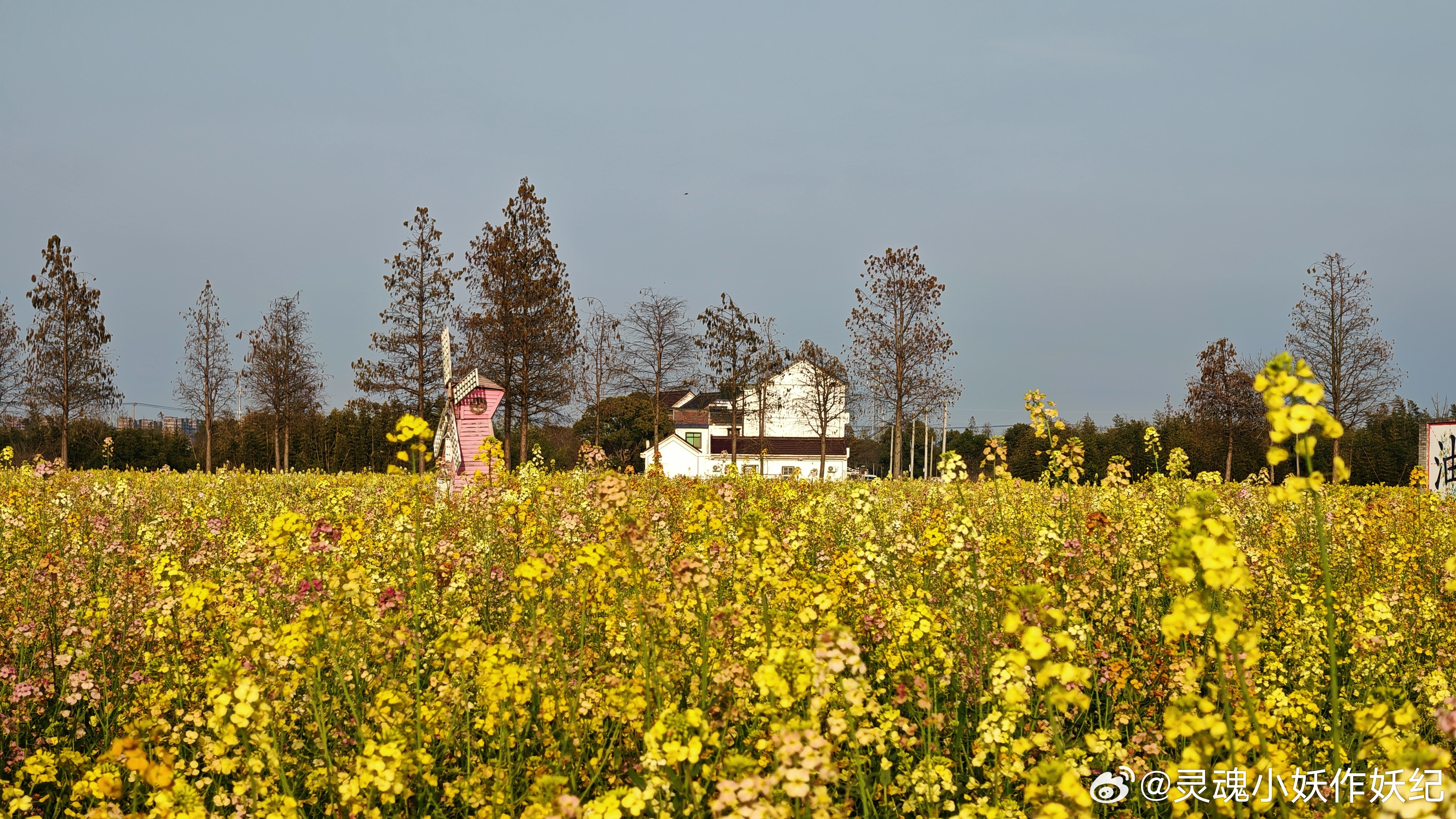 周末阳光不错，去油车村看了七彩油菜花，如果天空更蓝一点就更好了～ 